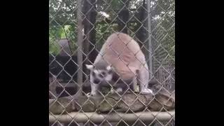 Funny lemurs. Best vine compilation.