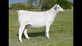 Tag 38 | Teets Cattle Co.