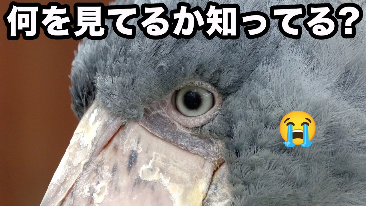 【知ったら泣く】何かをじっと見てから踊るハシビロコウふたばちゃん!【冬のふたば2025-2026-13】Futaba, Shoebill  winter 2025-2026-13　掛川花鳥園 sony