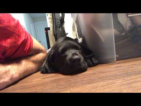 New PUPPY!!!! - New PUPPY!!!!