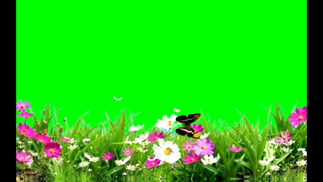 Butterfly flying in a garden with green screen background stock video