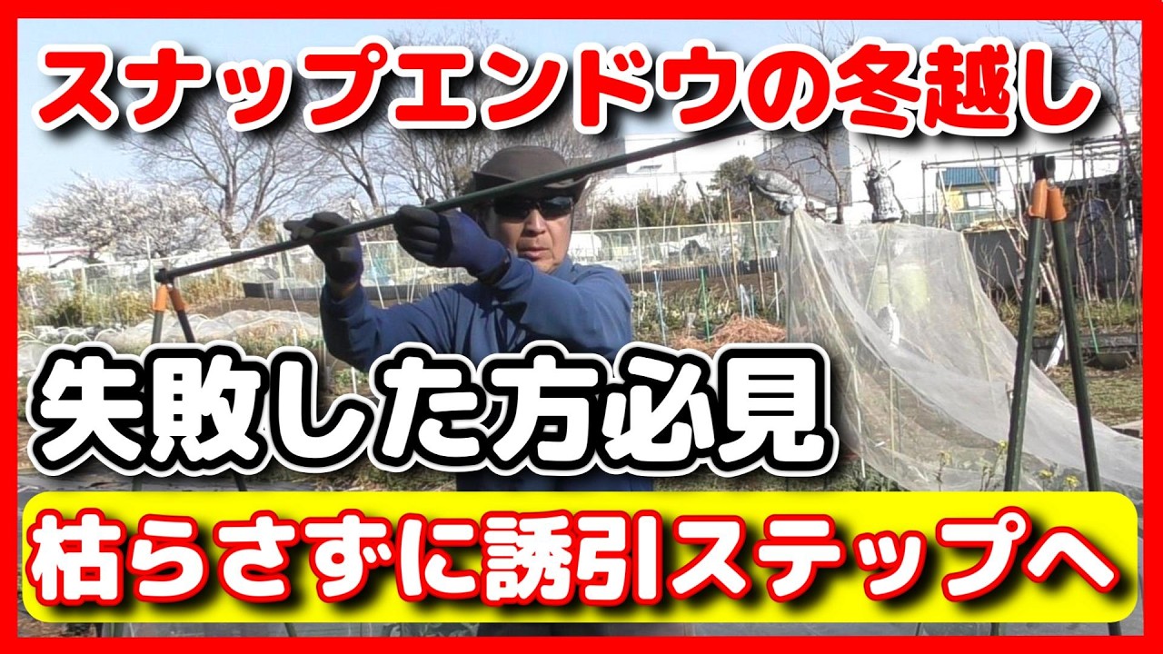 スナップエンドウの冬越し失敗した方必見 枯れることなく誘引ネット張りする方法