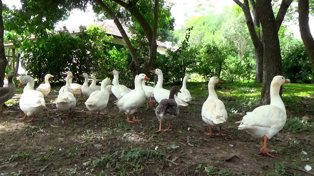 GANSO COMUM (ANSER), GANSO BRANCO, GANSO CAIPIRA, ANIMAIS DOMESTICADOS, GEESE, NICHOS AQUÁTICOS.