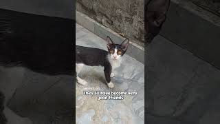 Say hello to rozy(My street cat #cat #adoptstrays #adoptstrays #tabby #rescuecatsrock #kittenrescue