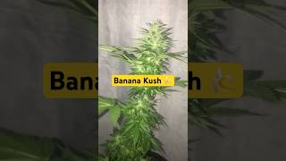 Banana Kush 🍌
