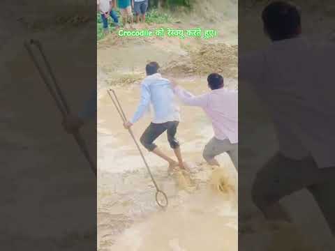 क्रोकोडाइल को रेस्क्यू करते हुए। #viralshorts #trending #shortsfeed #crocodiles #foryou #explore