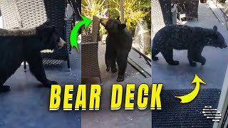 Curious Bear Appears on House's Deck