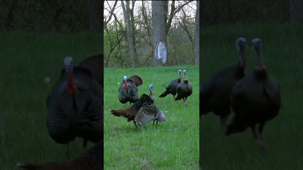 Airgun Hunters’ Dream | Wild Turkey Taken in Style 
