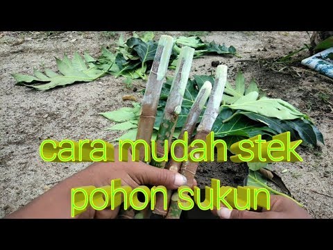 Video: Perbanyakan Stek Sukun: Tips Rooting Stek Sukun