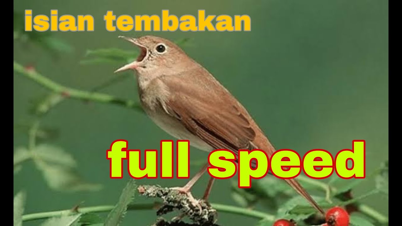 1 SUARA BURUNG UNIK BURUNG MENJERIT MP3 MASTERAN 