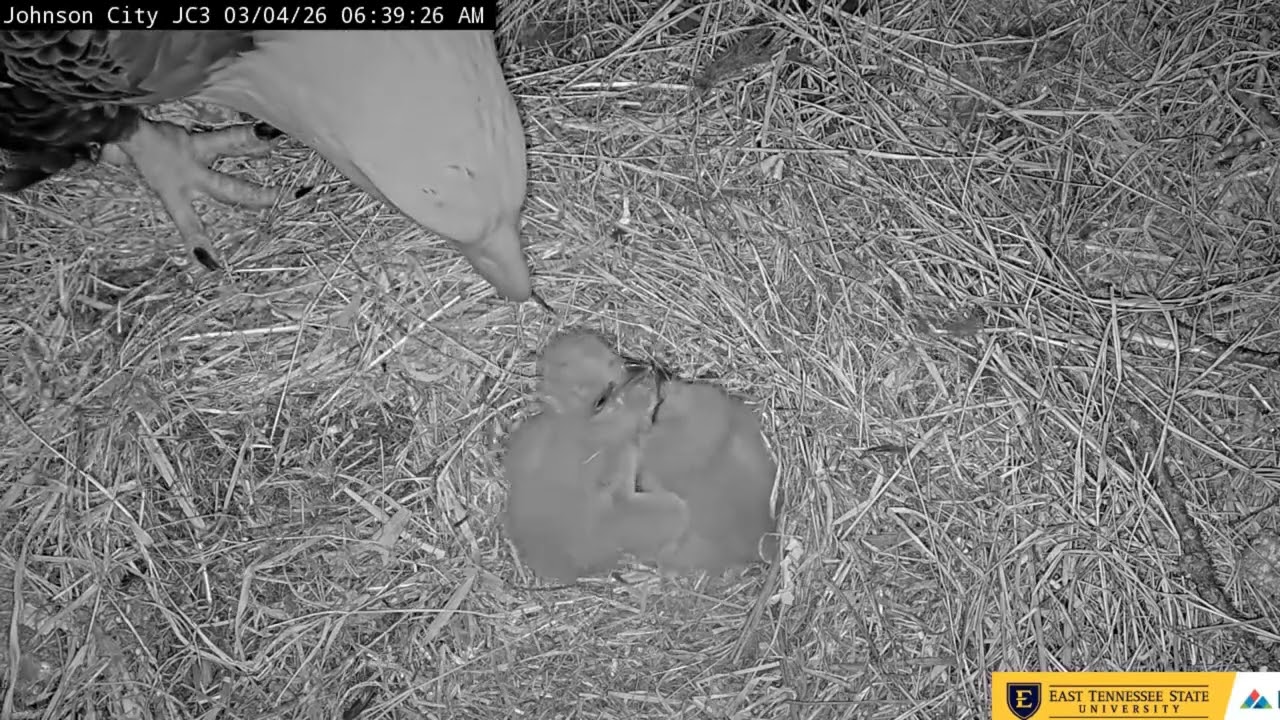 Bald Eagle - Johnson City Cam 3: ETSU Eagle Cameras 04.03.2026 06:28
