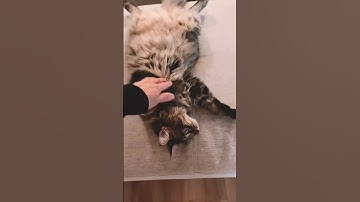 Hack to avoid multiple litter boxes for multiple cats