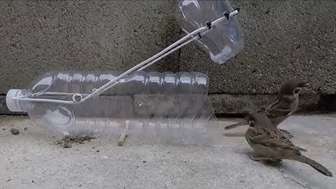 1001 cách bẫy chuột đơn giản và hiệu quả 4