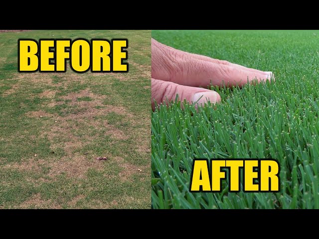 How to Fix Lawn After Grubs Damage: Restore a Lush Green Yard