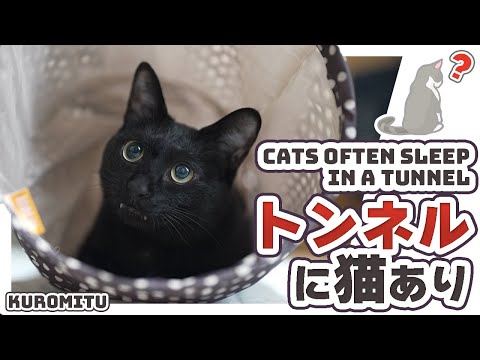 トンネルに猫あり