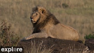 African Wildlife Meditation powered by Explore.org African Wildlife Meditation powered by Explore.org