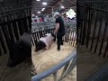 Stock Show Pigs 🐖