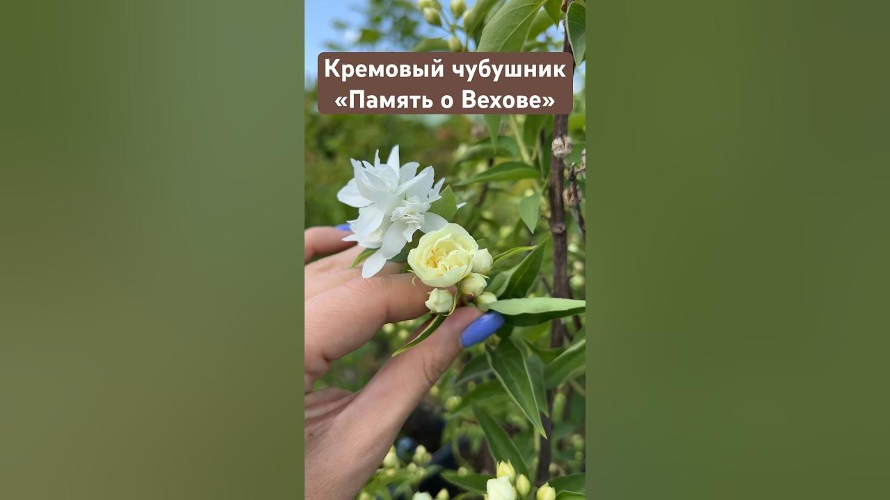 Кремовый чубушник «Память о Вехове» - YouTube