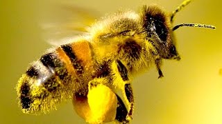 4 Easy Ways You Can Save the Bees