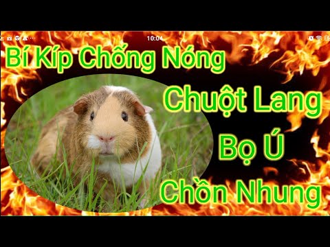 chống nóng cho Chuột Lang, Chồn Nhung, Bọ Ú