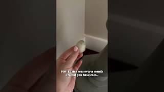 Easter was over a month ago but you have cats… #cats #funnycats #funnycat #catshorts #funnycatvideos