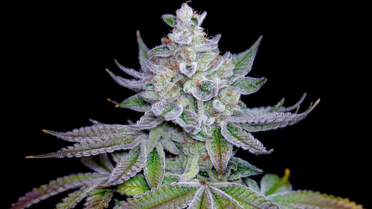 New Cannverify labels.. Scannable! YouTube