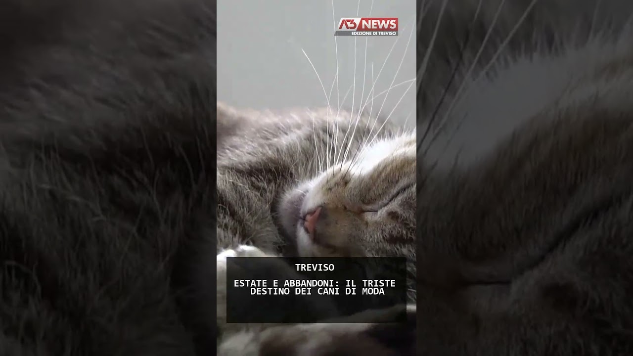 ESTATE E ABBANDONI: IL TRISTE DESTINO DEI CANI DI MODA | 19/08/2025