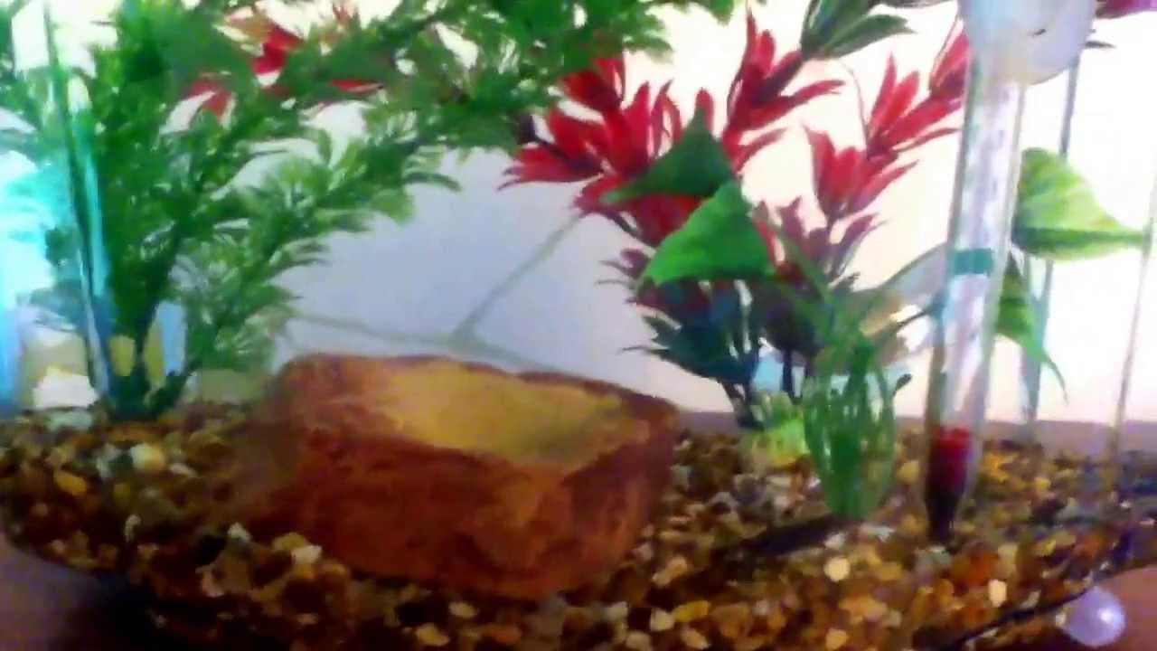 aquascaping plants New aquascape in Freddo and Froggy's tank