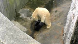 ホッキョクグマの威力