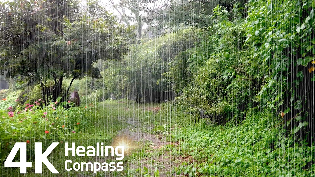 Смотреть «Refreshing Heavy Rain Covering a Lush Arboretum 🌿 Immersive Rain Sounds | Nature ASMR» на YouTube Смотреть «Refreshing Heavy Rain Covering a Lush Arboretum 🌿 Immersive Rain Sounds | Nature ASMR» на YouTube