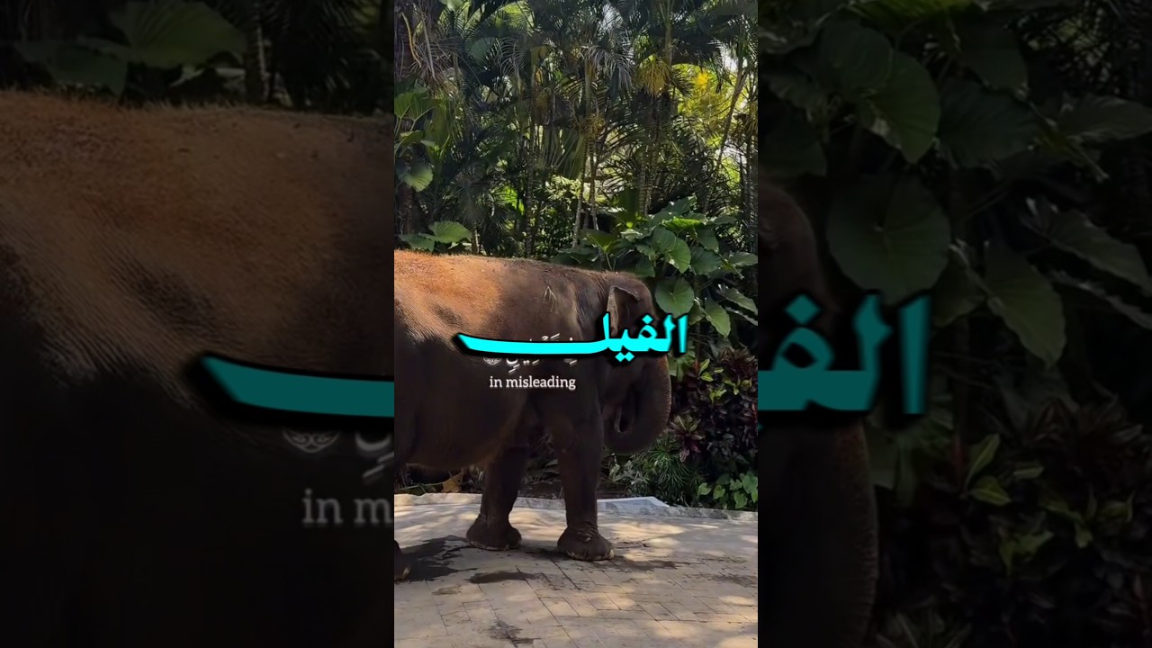 ردة فعل الفيل على قراءة سورة الفيل !!