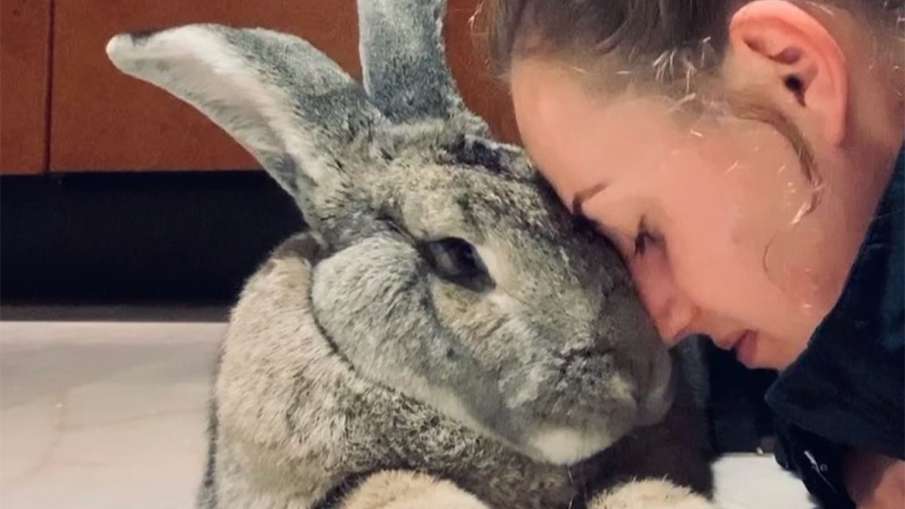 A Really Rabbit This Giant Rabbit Thinks He's a Watchdog and He Really Is - YouTube