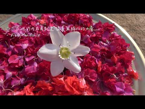 南印Auroville生態村曙光僻靜營