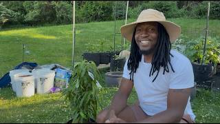 Potting Up My Very First Dwarf Peach Tree | Placing it in the Garden #peach #tree #garden