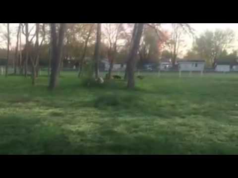 dog trainer in delhi K9 Kyra | Morning nonsense | Solid K9 Training Dog Training