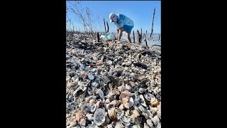 PostStorm Shelling  After Hurricane Ian  Shell Piles in the Ten Thousand Islands