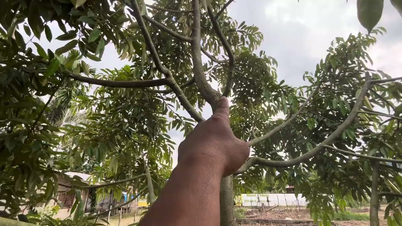 PENTINGNYA PRUNING PADA TANAMAN DURIAN ‼️ AGAR PERCABANGANNYA CEPAT BESAR DAN KOKOH ✅✅