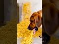 Animal funny video 2026 funny panda vs funny dog noodles asmr bhoot wala ondel ondel bhoot wala
