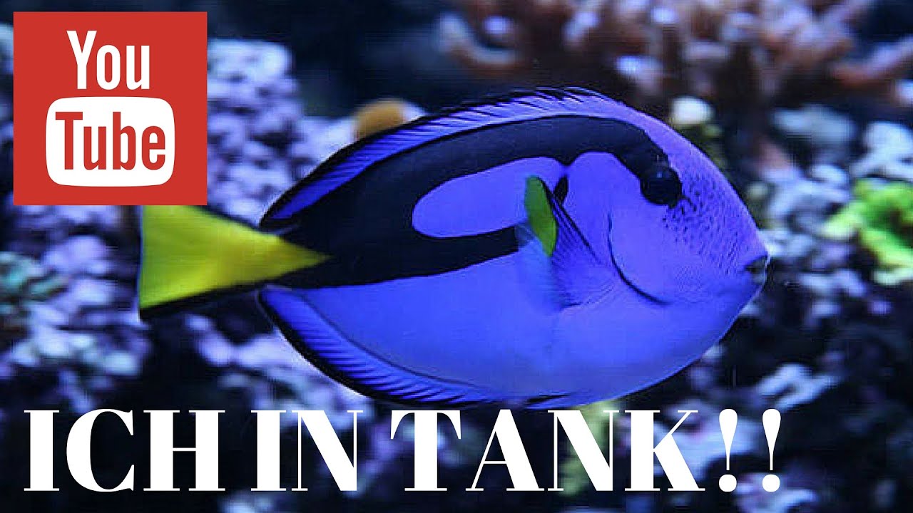 ich parasite in saltwater