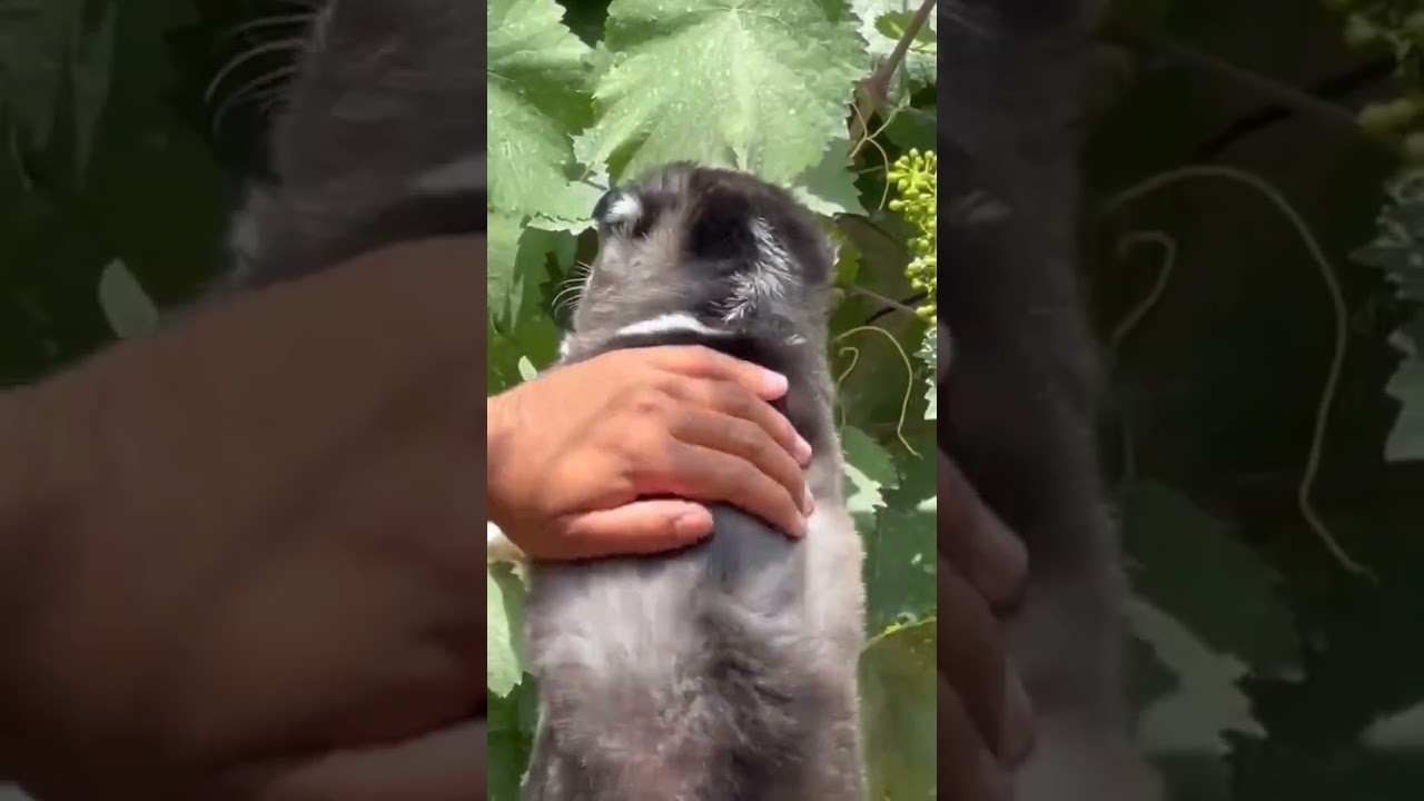 Husky puppy black and white blue eyes, supreme quality. 