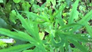 guam buds 3