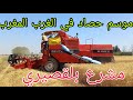 موسم حصاد قمح في الغرب المغرب مشرع بلقصيري
