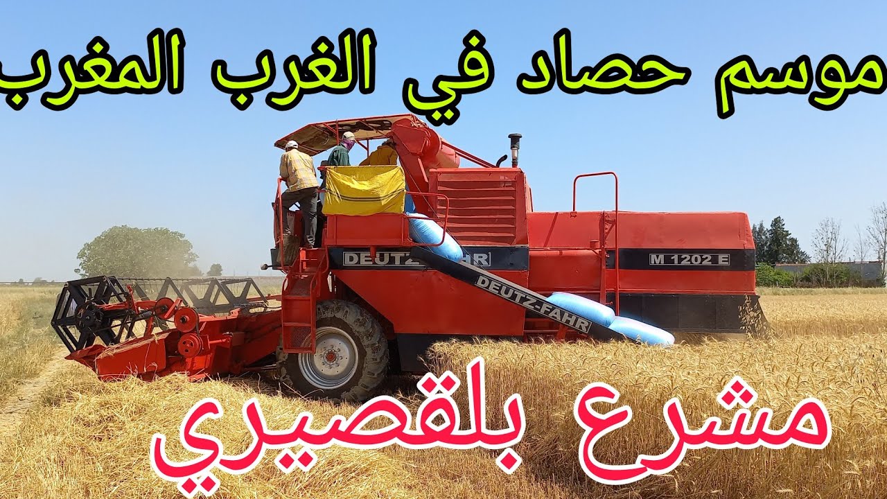 موسم حصاد قمح في الغرب المغرب مشرع بلقصيري 🇲🇦🇲🇦🇲🇦🇲🇦