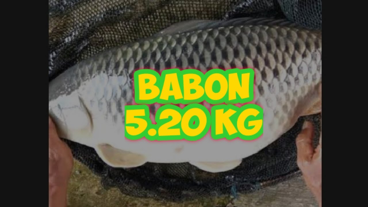 LOMBA MANCING | BERHASIL MENDARAT 5.20Kg KETIBAN DENGAN  7.50Kg | TABGHA PEMANCINGAN