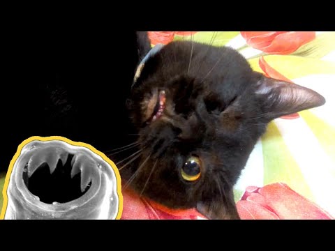 Video: Le Migliori Medicine Per Gatti Per I Vermi