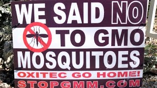 Billions of genetically engineered mosquitoes released approved by EPA