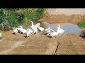 Duck Duck Beautiful