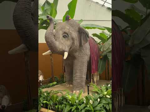 Парк Pantropika- туканы,рыбки. #park #zoo #tucan #животные #shorts #природа #tropical