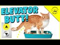 Why Do Cats Pee Outside of the Litter Box?