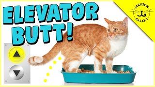 Is Your Cat Peeing Outside the Litter Box?